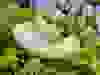 Messenger_creation_5301525D-6778-45F3-93E1-5FCECF4A3C50