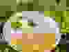 Messenger_creation_72146E3C-7E27-4B91-9408-192F9FC748D2