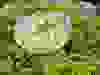 Messenger_creation_8F298801-9030-41C4-B8CD-C42EF14D7020