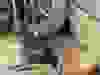 Messenger_creation_B2C30160-F1D5-4967-BA7B-92D583715A4C