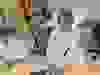 Messenger_creation_CFA95709-712B-42A9-BD45-0D21CAE0E9B9